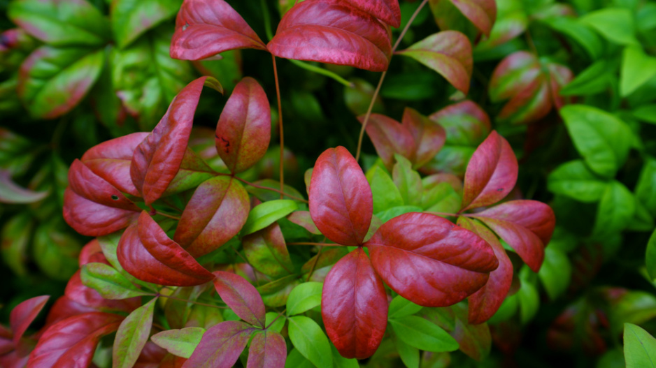 Nandina domácí neboli nebeský bambus