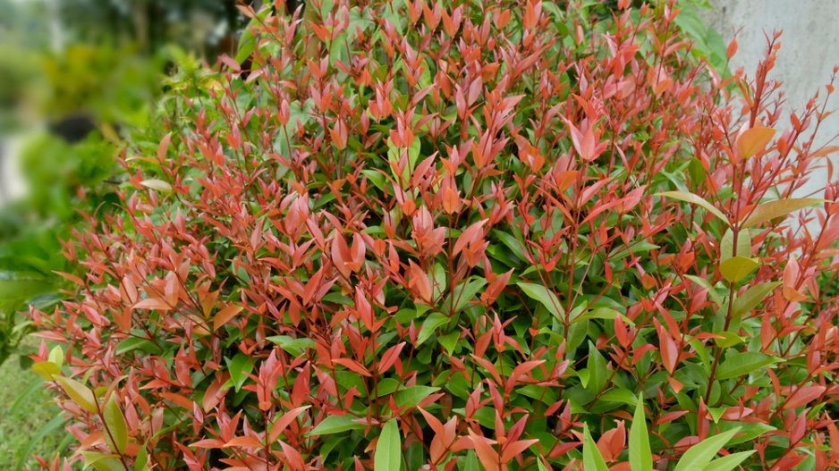 Nandina domácí neboli nebeský bambus