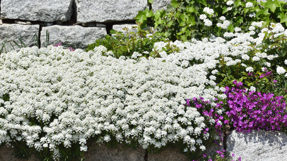 Iberka vždyzelená (Iberis sempervirens) 