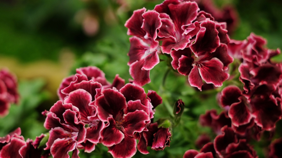 Anglický muškát neboli muškát královský (Pelargonium grandiflorum) 