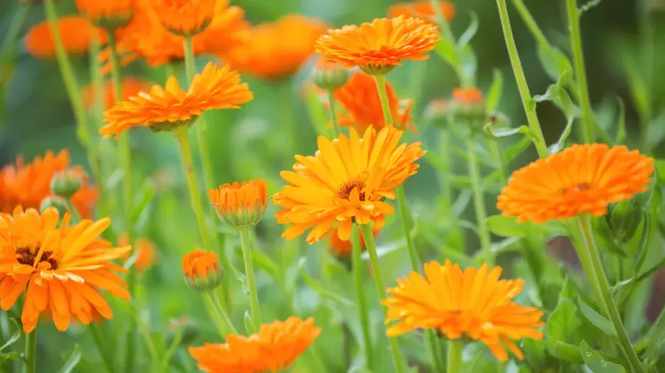 Měsíček lékařský (Calendula officinalis)  Měsíček lékařský (Calendula officinalis)