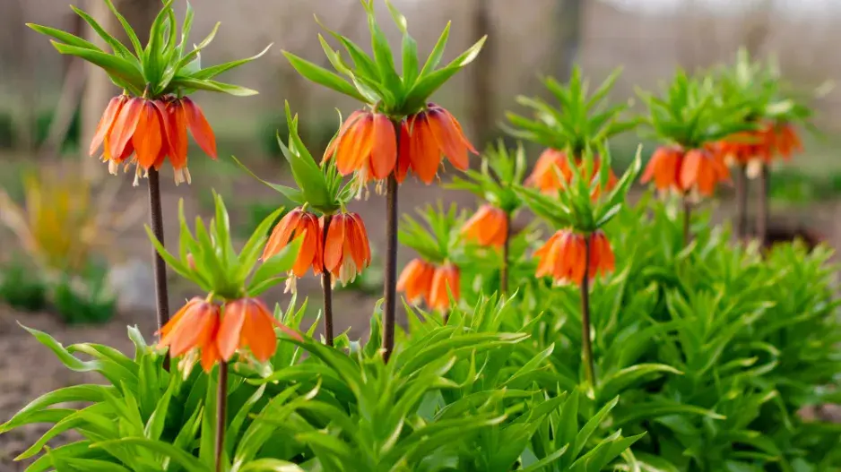 Řebčík královský (Fritillaria imperialis)