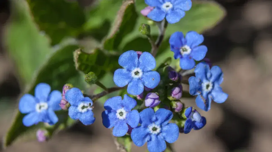 pomněnkovec pomněnkovec