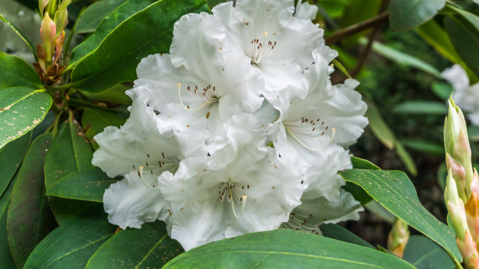 Rododendron ´White Flamingo´