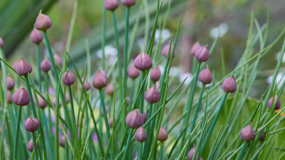 Pažitka pobřežní (Allium schoenoprasum) 