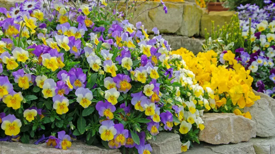 Violka rohatá (Viola cornuta)