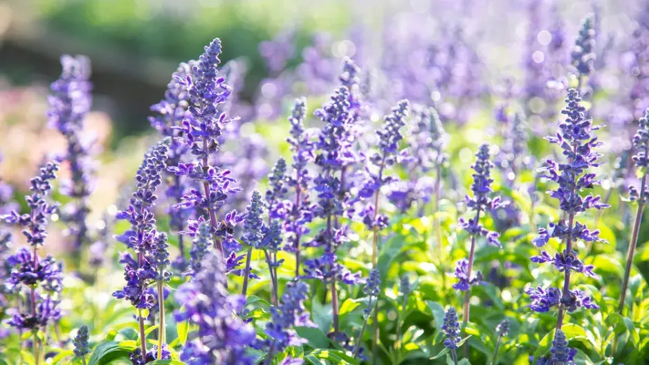 Šalvěj lékařská (Salvia officinalis)