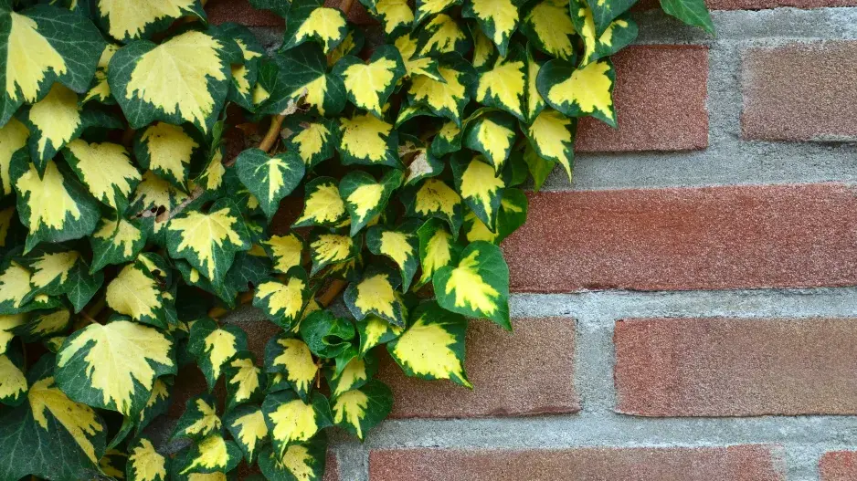 panašovaný břečťan