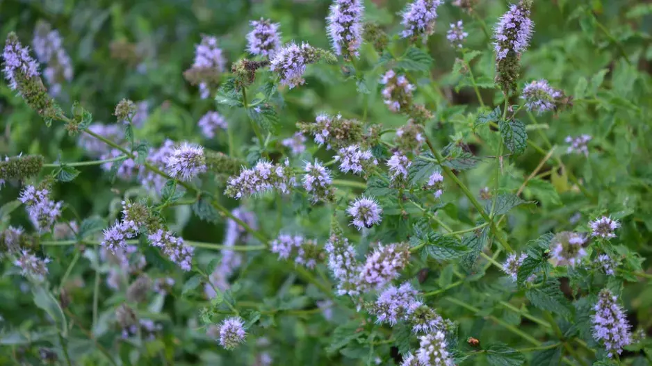 Máta peprná (Mentha × piperita) Máta peprná (Mentha × piperita)