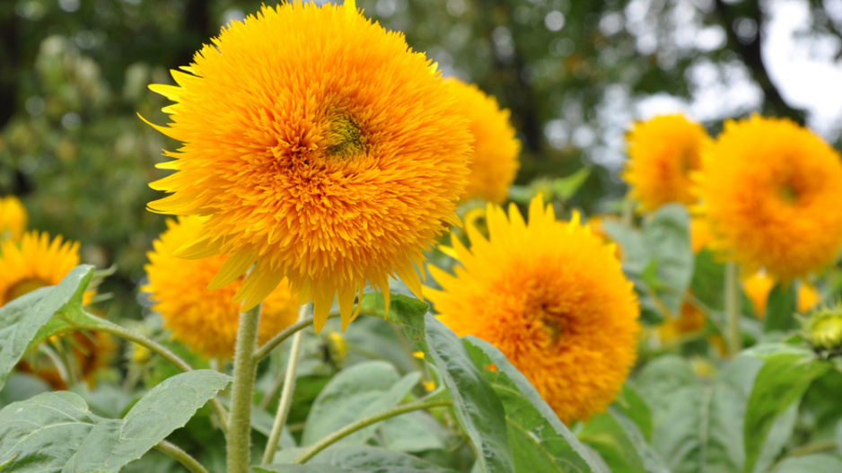 Slunečníce roční (Helianthus annus) 
