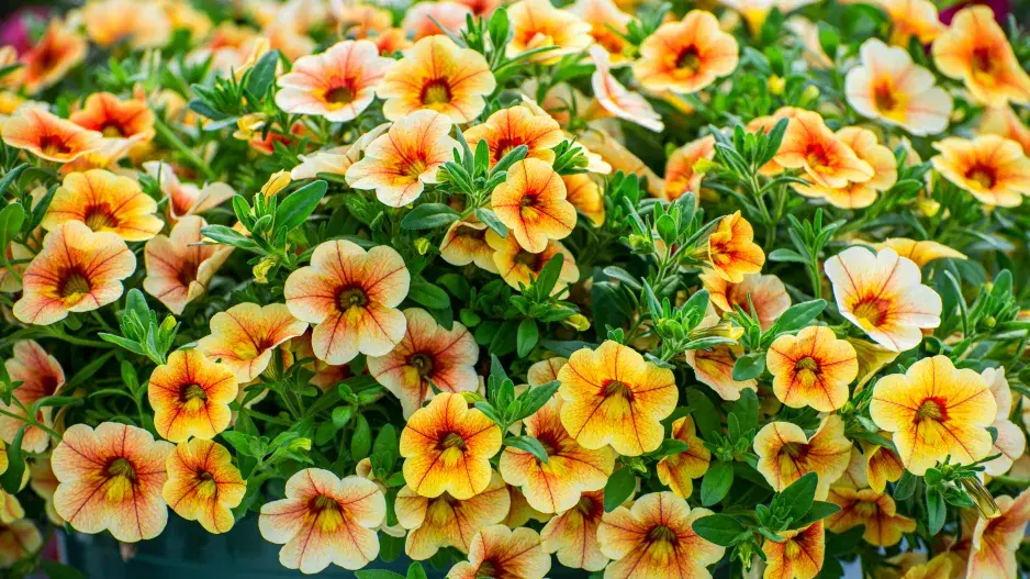 Multi colored Calibrachoa, Million bells žluté