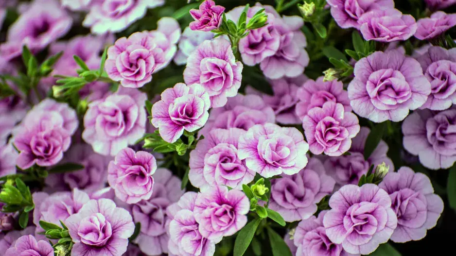 Multi colored Calibrachoa, Million bells flower 