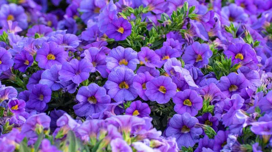 Multi colored Calibrachoa, Million bells v záplavě