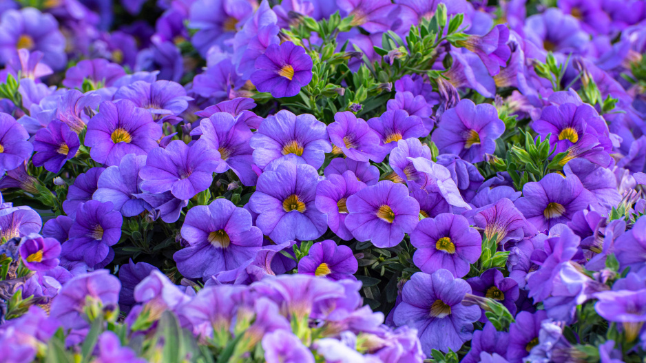 Multi colored Calibrachoa, Million bells v záplavě