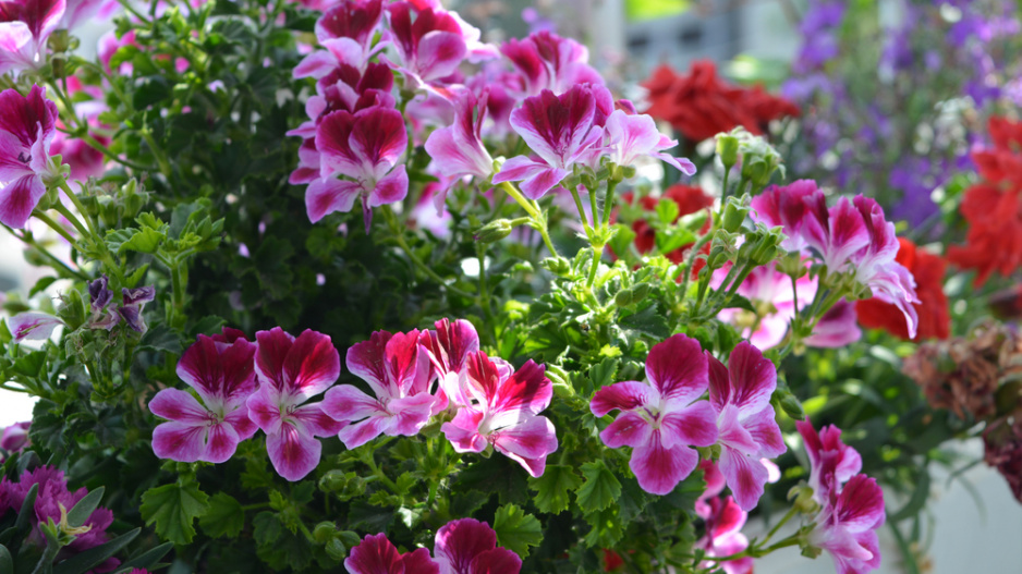 Anglický muškát neboli muškát královský (Pelargonium grandiflorum) 