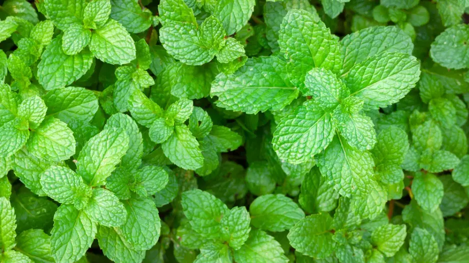 Máta peprná (Mentha × piperita)
