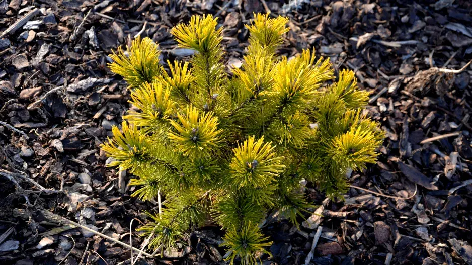 borovice ´Winter Gold´ borovice ´Winter Gold´