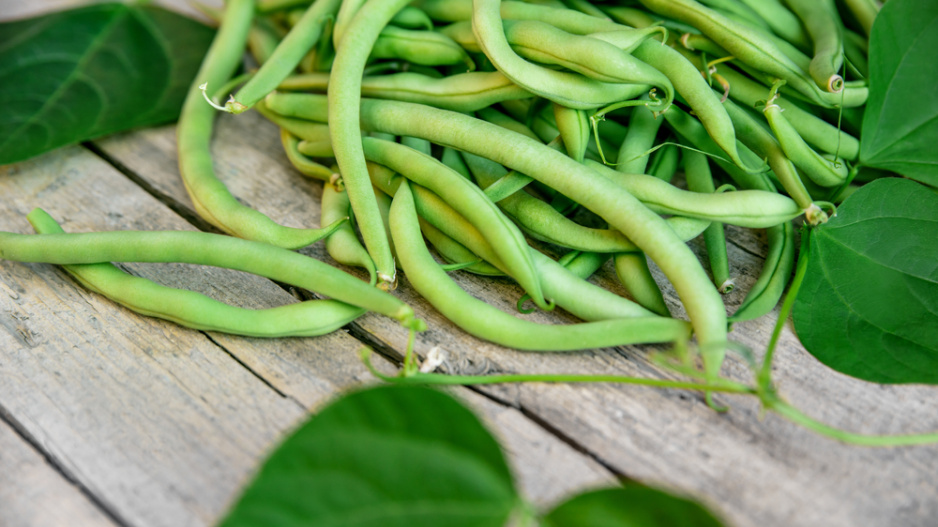 Fazol obecný (Phaseolus vulgaris) 