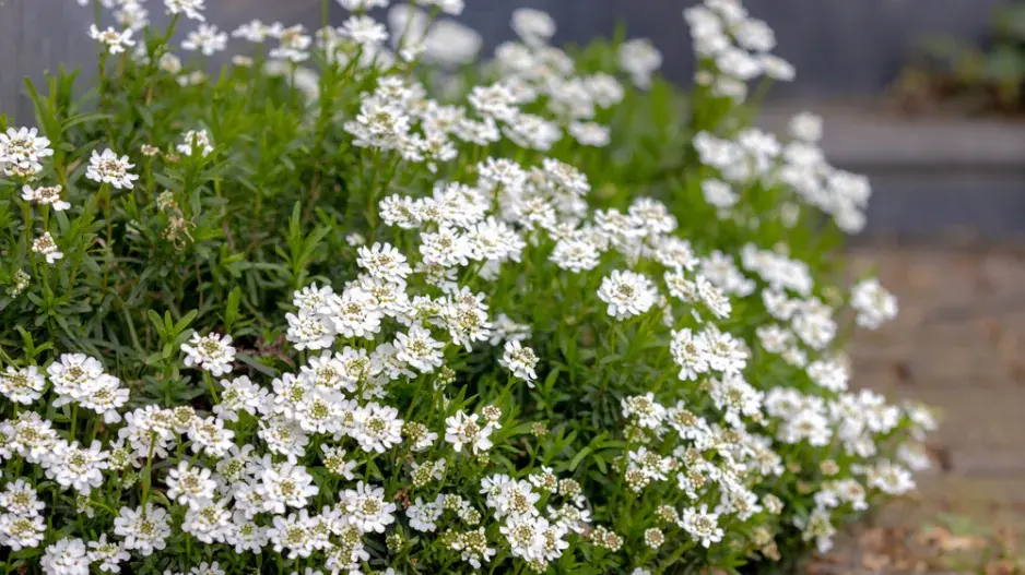 Iberka vždyzelená (Iberis sempervirens)