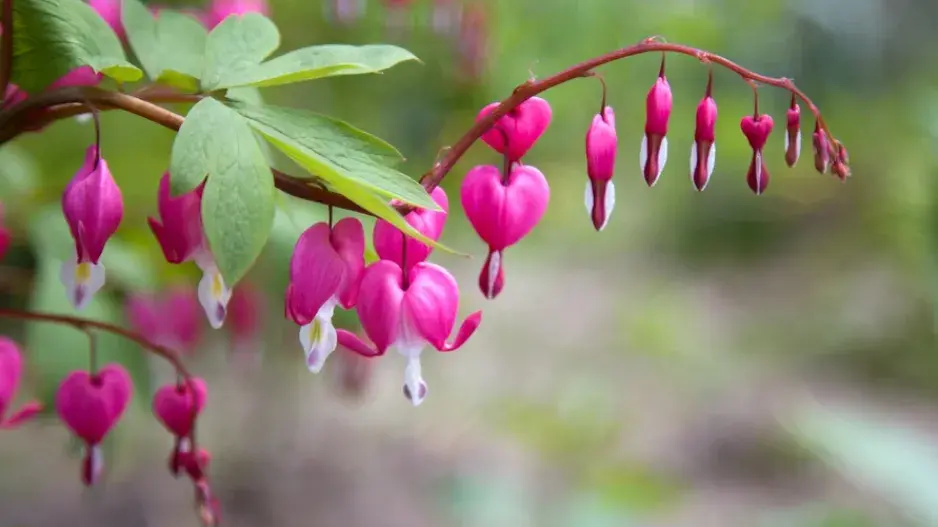 Srdcovka nádherná (Lamprocapnos spectabilis, dříve Dicentra spectabilis)