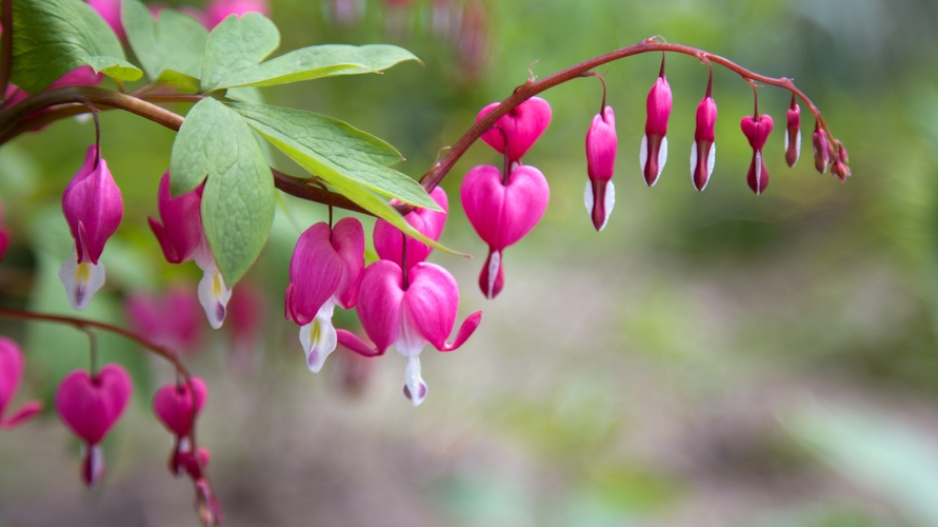 Srdcovka nádherná (Lamprocapnos spectabilis, dříve Dicentra spectabilis)