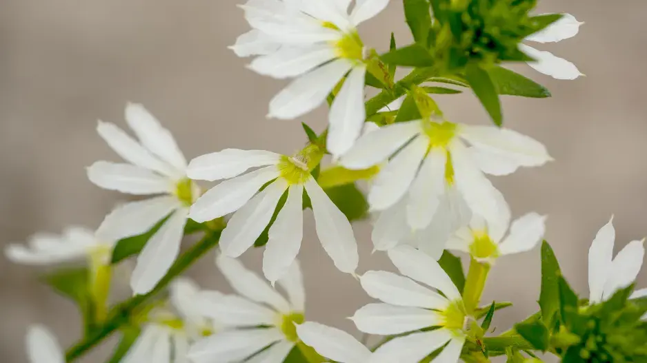 Scaevola taccada, vějířovka 