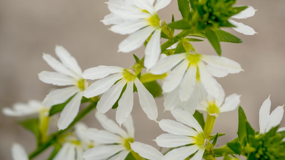 Scaevola taccada, vějířovka 