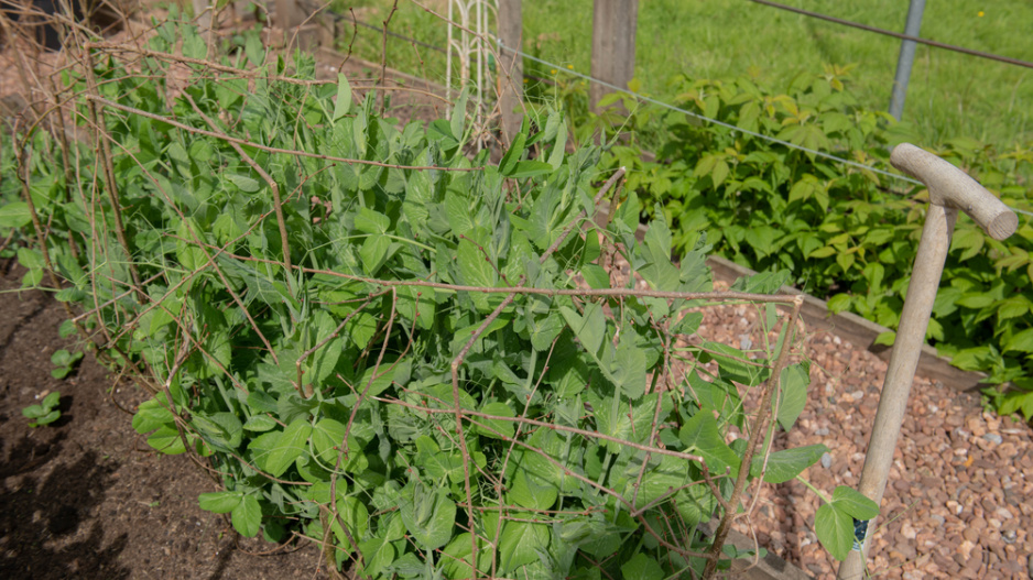 Hrách setý (Pisum sativum) 