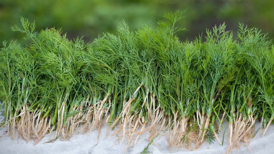 Kopr vonný (Anethum graveolens) 