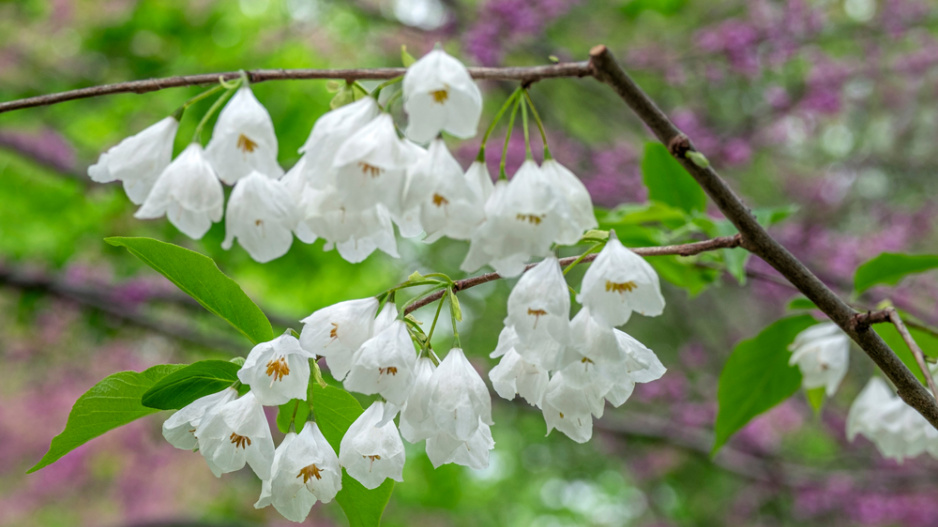 Halézie karolínská (Halesia carolina) 