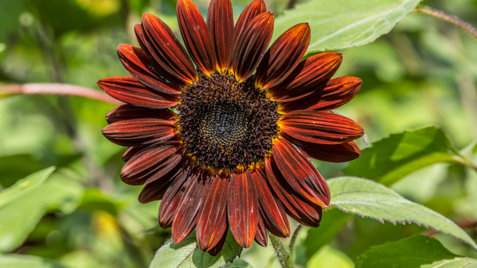 Slunečníce roční (Helianthus annus) 