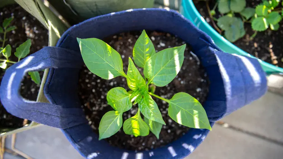 Pěstovat se dá i v tašce  Pěstovat se dá i v tašce