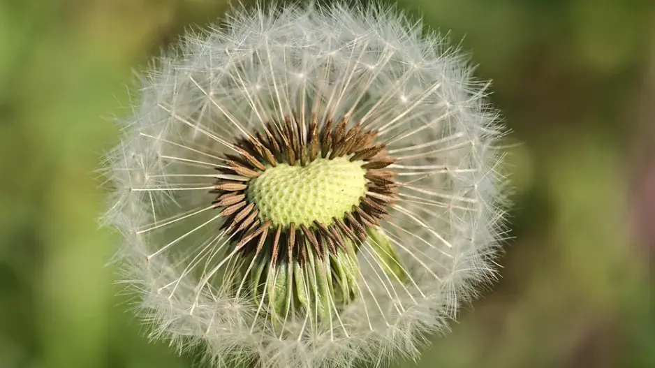 pampeliška pampeliška