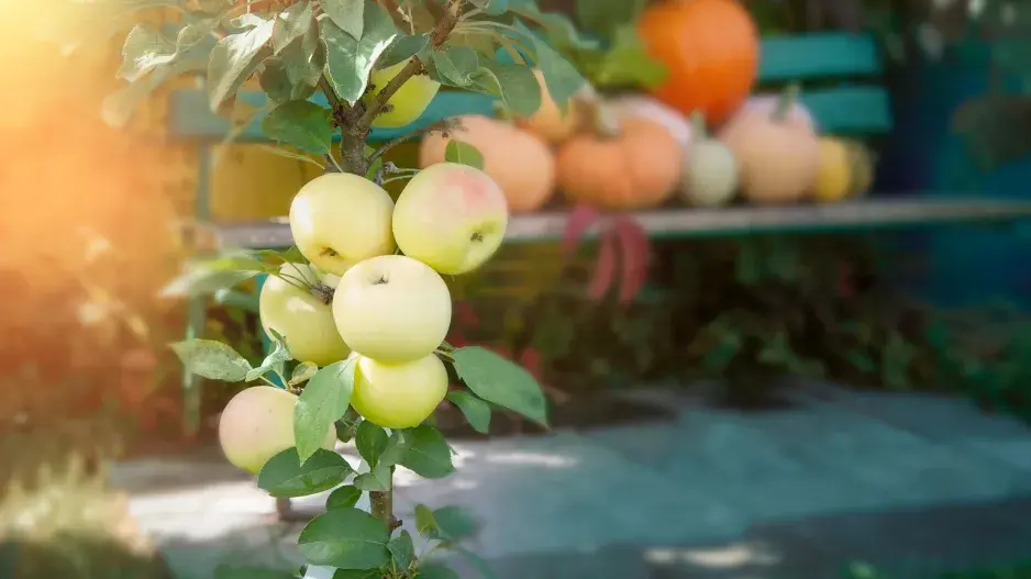 ovocné stromky na balkoně