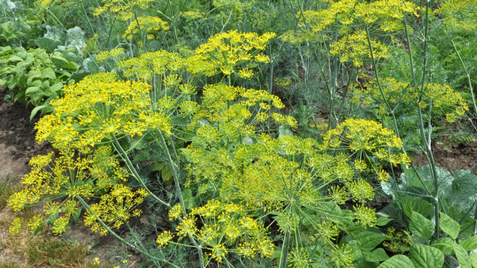 Kopr vonný (Anethum graveolens) 