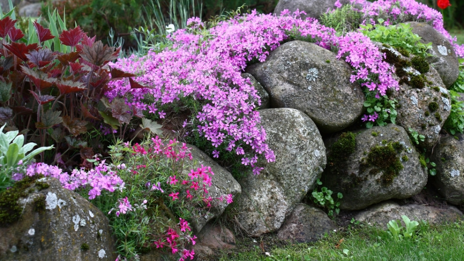 Plamenka šídlovitá (Phlox subulata) 