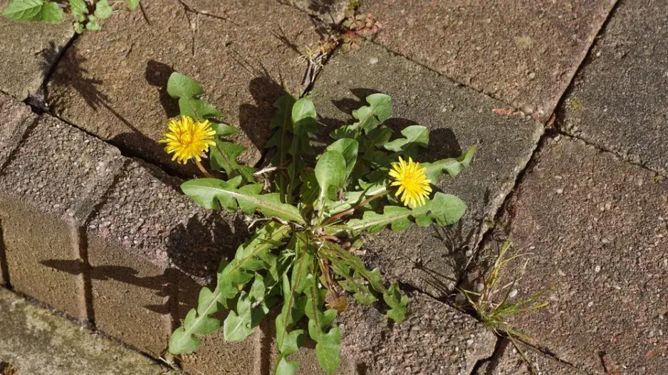 pampeliška pampeliška