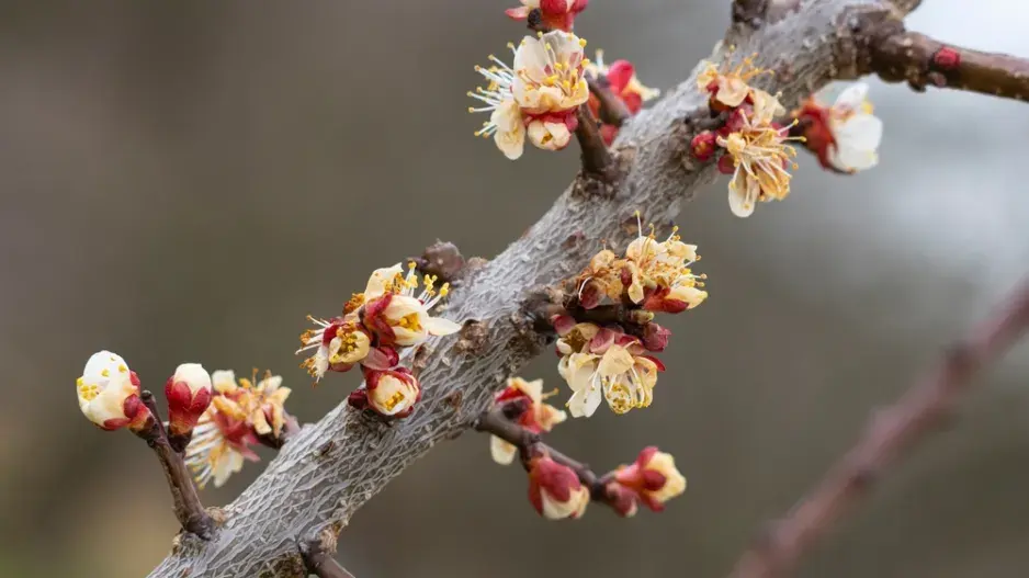 mráz duben mráz duben