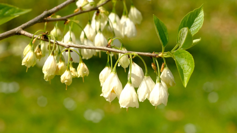 Halézie karolínská (Halesia carolina) 