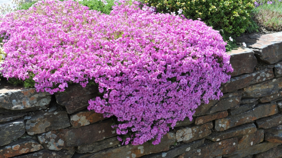 Plamenka šídlovitá (Phlox subulata) 