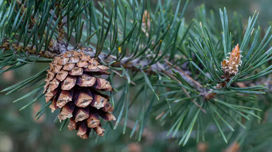borovice lesní borovice lesní
