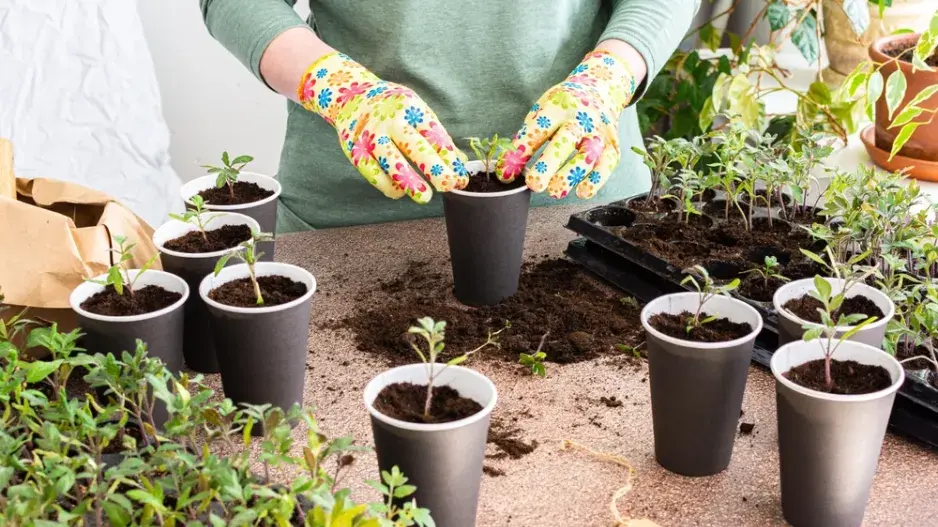 pikýrování pikýrování