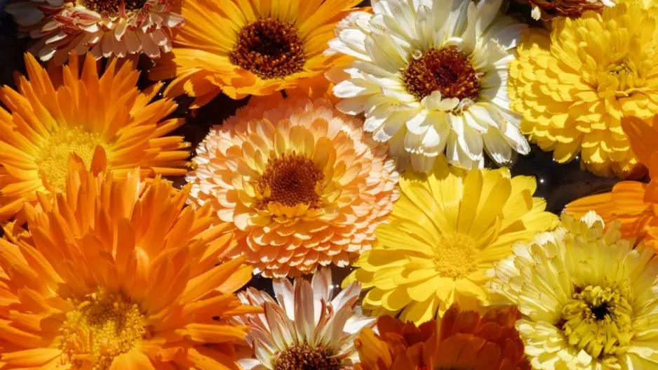 Měsíček lékařský (Calendula officinalis)  Měsíček lékařský (Calendula officinalis)