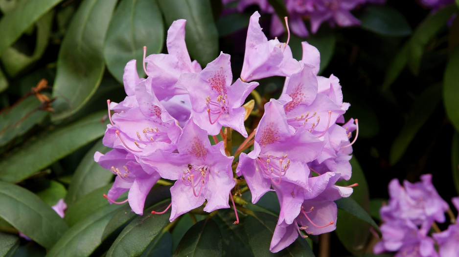 Rododendron ´Lila Flame´