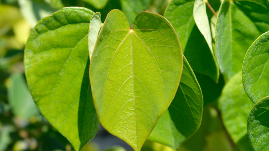 Zmarlika čínská (Cercis chinensis) 