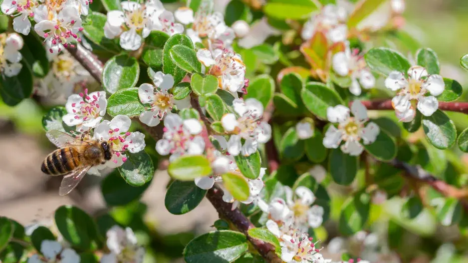 kvetoucí skalník kvetoucí skalník