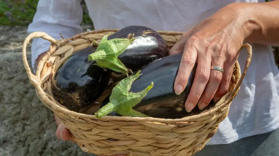 Lilek vejcoplodý neboli baklažán (Solanum melongena) 