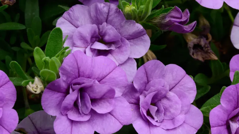 Calibrachoa 'Mini Famous Double Amethyst' are Million Bells s modrou verzí 