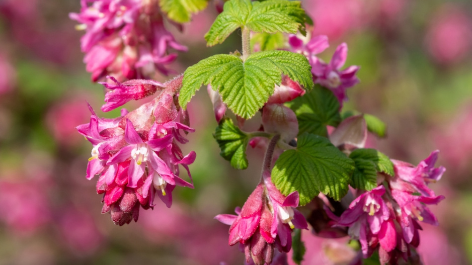 Meruzalka krvavá (Ribes sanguineum)