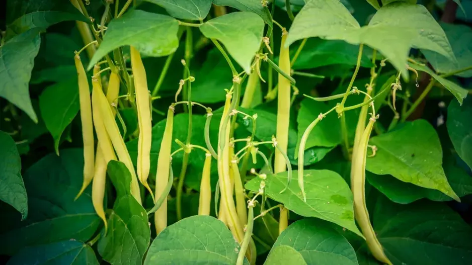 Fazol obecný (Phaseolus vulgaris)